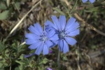 HD wild chicory pictures desktop wallpaper