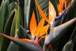 Strelitzia reginae pictures desktop wallpaper