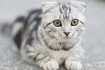 Folded cat pictures desktop wallpaper