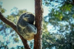 Sleeping koala pictures