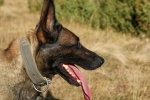 Belgian Malinois Dog Pictures