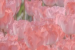 Pink tulips mobile wallpaper