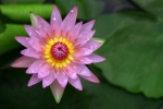 HD water lily pictures