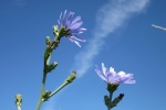 HD wild chicory pictures desktop wallpaper
