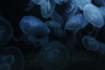 HD jellyfish pictures computer desktop wallpaper
