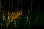 Brown grasshopper picture desktop wallpaper