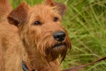 Irish Terrier Pictures