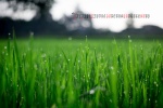 2022年5月绿色护眼草地桌面日历壁纸