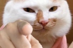 猫猫指人表情包