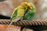 Cute budgerigar pictures