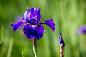 紫色小花高清图片桌面壁纸