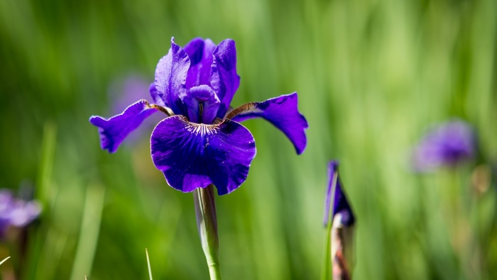 Purple flower HD picture desktop wallpaper