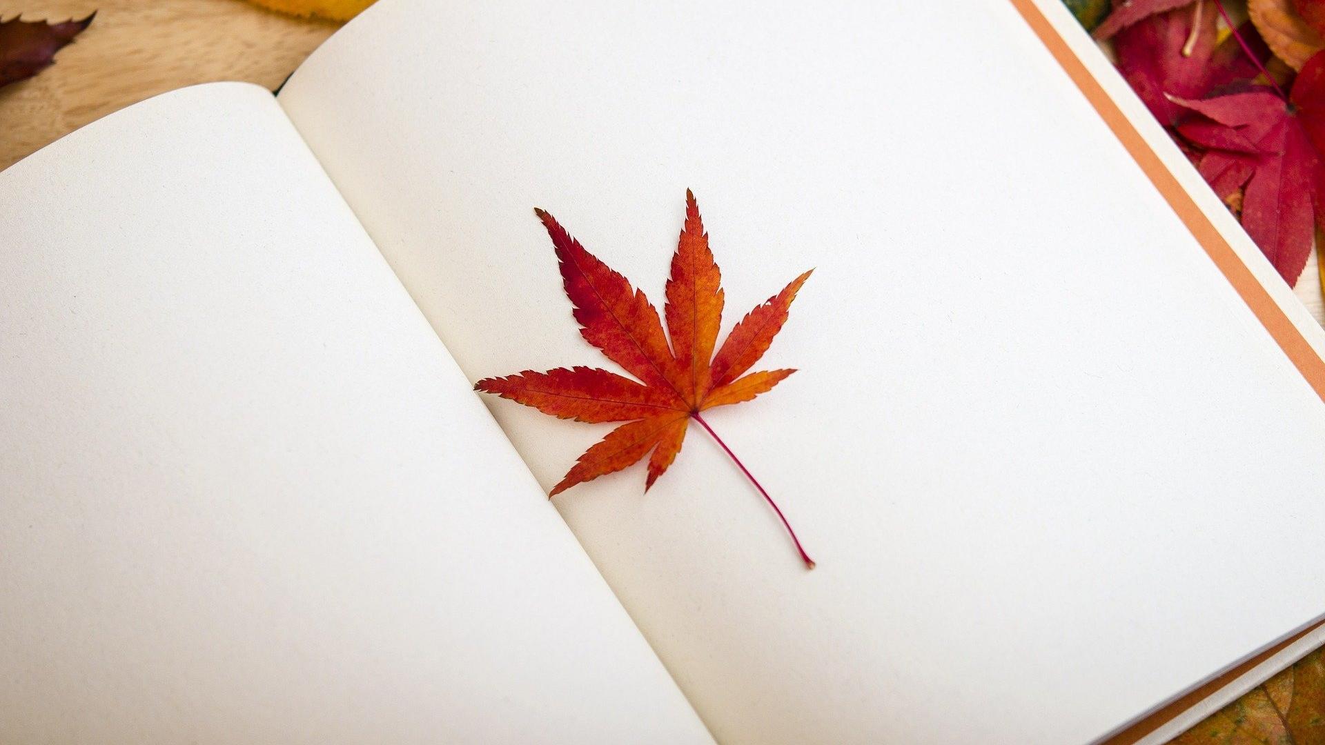秋风吹下的落叶图片桌面壁纸