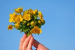 yellow buttercup pictures