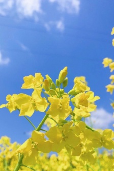 Pictures of rape flowers under blue sky