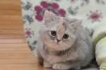 British shorthair cat HD wallpaper