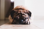 Cute pug pictures desktop wallpaper
