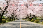 May 2022 pink cherry blossom desktop calendar wallpaper