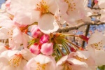White cherry blossom HD wallpaper