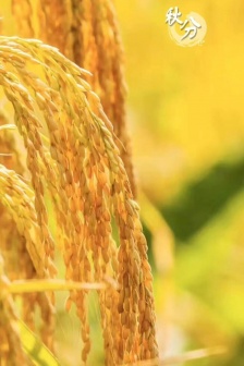 秋天的麥田田野手機壁紙