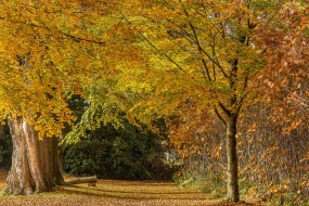 秋天的树林风景图片桌面壁纸