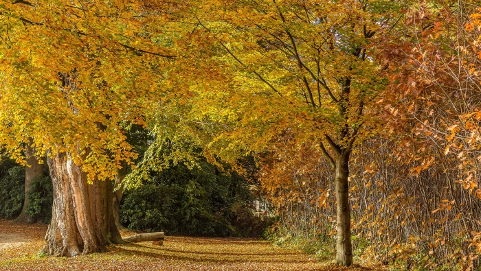 Autumn forest scenery pictures desktop wallpaper