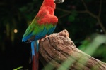 Colorful macaw pictures