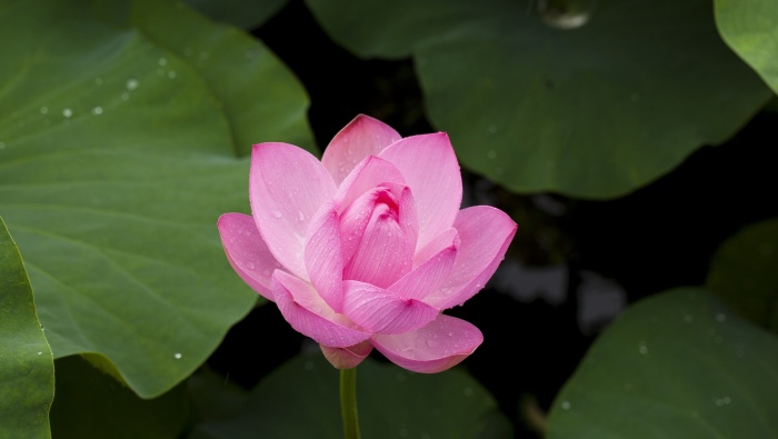 Beautiful lotus pictures in water desktop wallpaper
