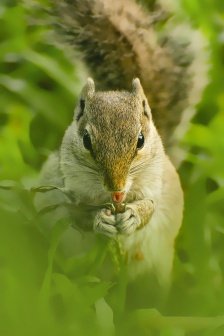 Cute little squirrel mobile wallpaper