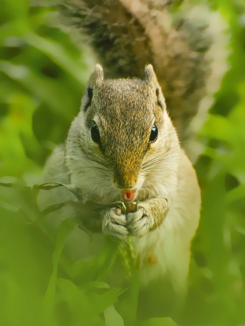 小松鼠可爱风手机壁纸
