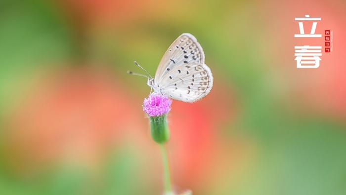 節氣立春高清圖片桌麵壁紙