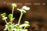 Fresh eye-protecting desktop calendar wallpaper for August 2021