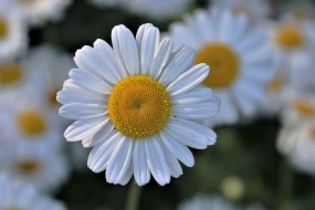 高清洋甘菊图片桌面壁纸