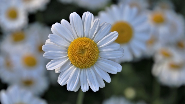 HD Chamomile Pictures Desktop Wallpaper