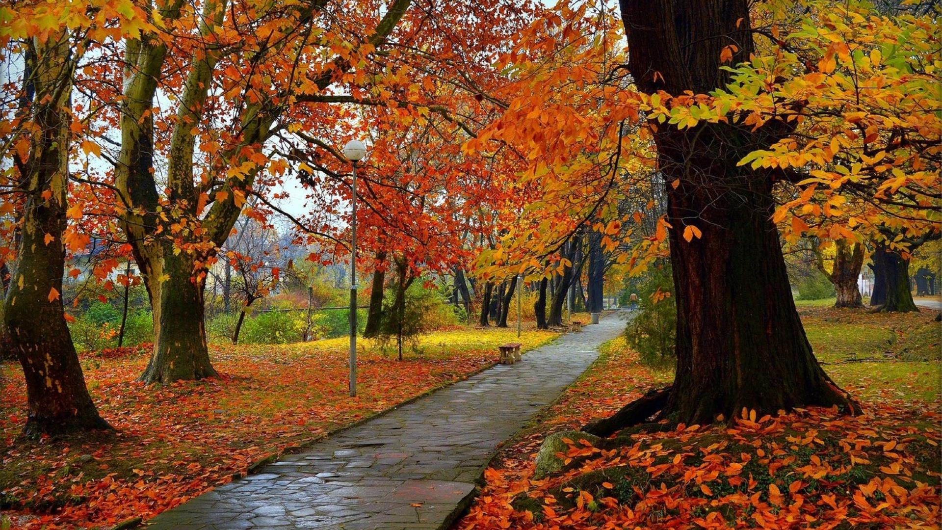 唯美的金秋风光美景壁纸图片_优美的秋天美景图片壁纸_三千图片网