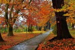 Beautiful golden autumn scenery wallpaper pictures