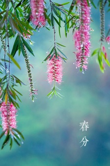 Traditional festival vernal equinox full screen mobile wallpaper