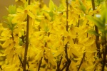 Bright forsythia fuchsia flower pictures desktop wallpaper