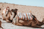 Camel in the desert pictures desktop wallpaper