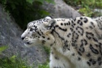 Fierce snow leopard pictures