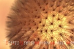 May 2022 Dandelion Desktop Calendar Wallpaper