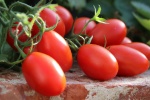 Sweet and sour tomatoes pictures desktop wallpaper