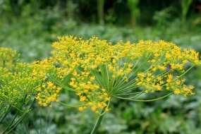 HD dill flower pictures desktop wallpaper