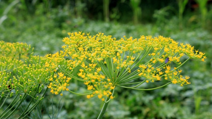 HD dill flower pictures desktop wallpaper