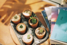 Home Still Life Beautiful and Fresh Pictures Desktop Wallpaper