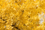 Autumnal equinox ginkgo tree pictures desktop wallpaper