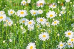 May 2021 fresh and elegant daisy desktop calendar wallpaper