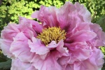 Beautiful peony flower pictures desktop wallpaper