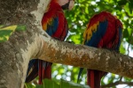 Colorful macaw pictures