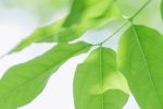 绿色树叶小清新手机壁纸